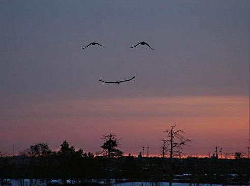 Три журавля крыльями изобразили улыбающуюся физиономию